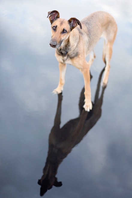 Quante 'facce' questi musi, le mille espressioni dei cani di Elke