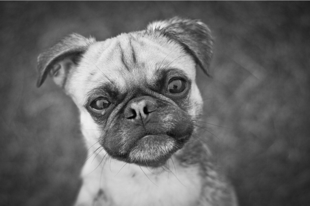 Quante 'facce' questi musi, le mille espressioni dei cani di Elke