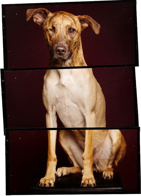 Quante 'facce' questi musi, le mille espressioni dei cani di Elke
