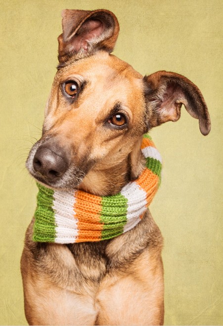 Quante 'facce' questi musi, le mille espressioni dei cani di Elke
