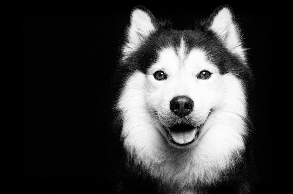 Quante 'facce' questi musi, le mille espressioni dei cani di Elke