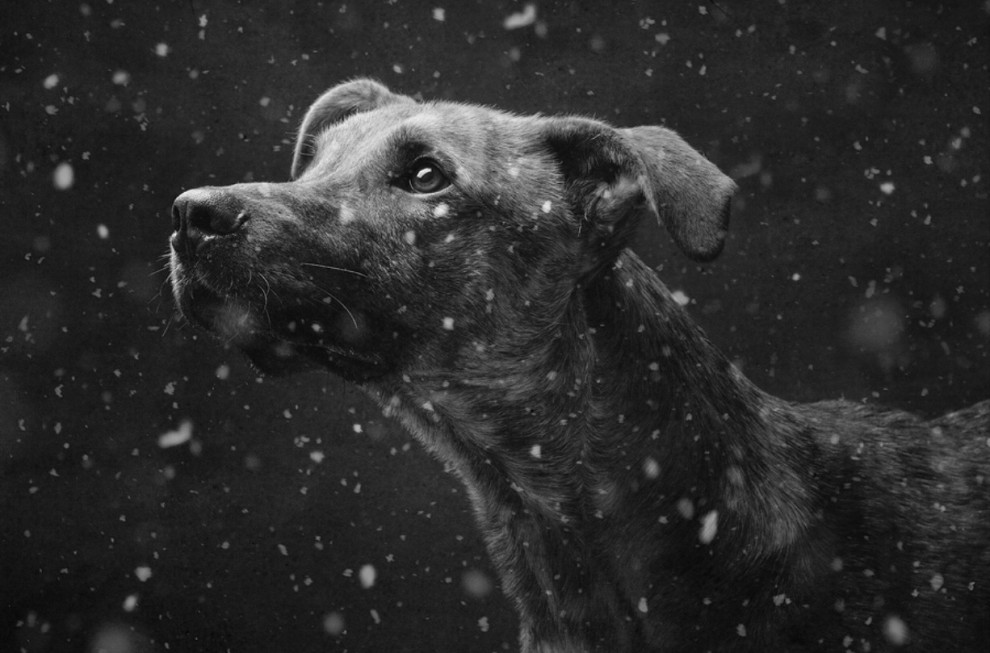 Quante 'facce' questi musi, le mille espressioni dei cani di Elke