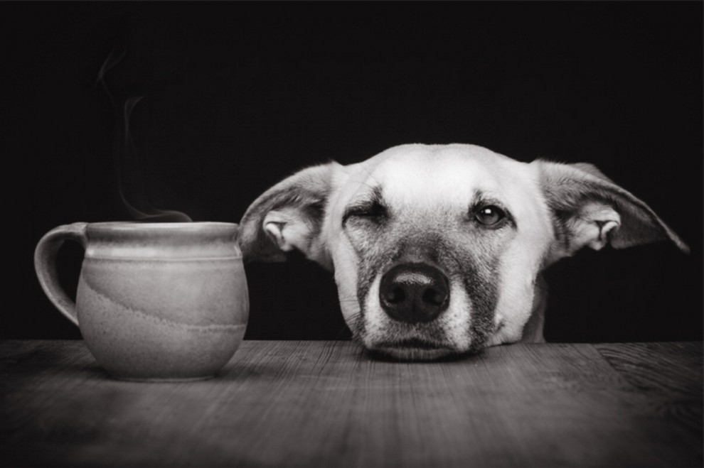 Quante 'facce' questi musi, le mille espressioni dei cani di Elke