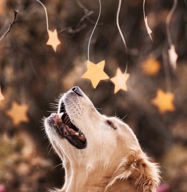 Le avventure di Champ, Golden Retriever fotogenico