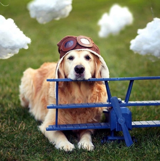 Le avventure di Champ, Golden Retriever fotogenico