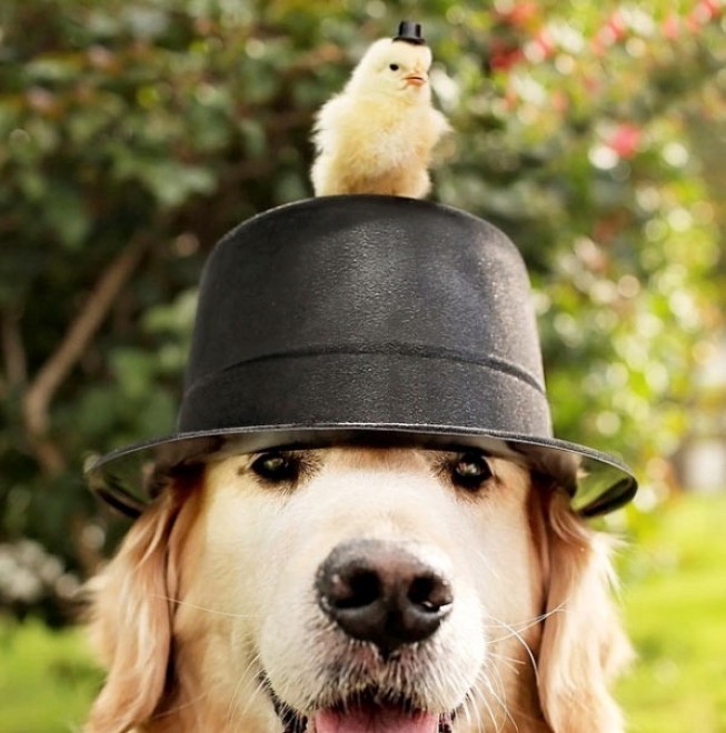 Le avventure di Champ, Golden Retriever fotogenico