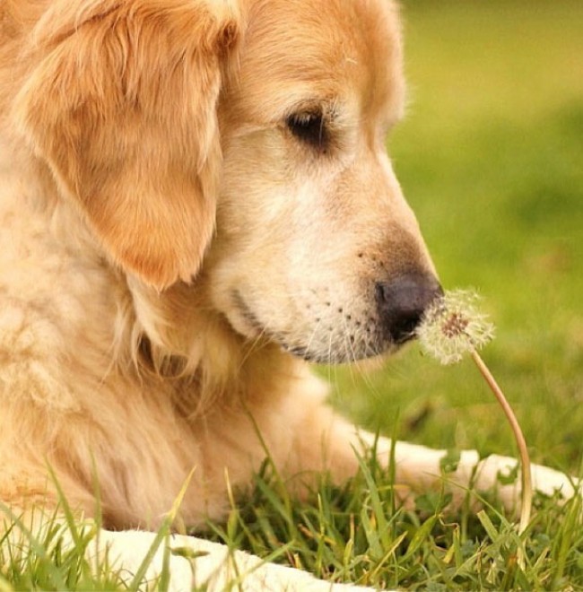 Le avventure di Champ, Golden Retriever fotogenico