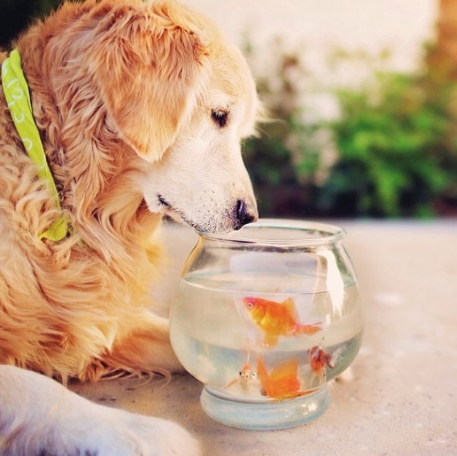 Le avventure di Champ, Golden Retriever fotogenico