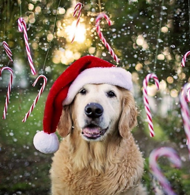 Le avventure di Champ, Golden Retriever fotogenico