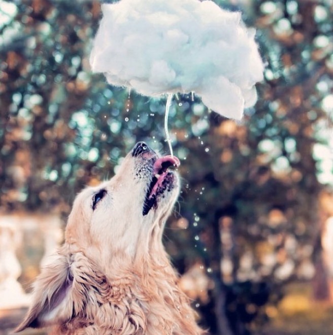 Le avventure di Champ, Golden Retriever fotogenico