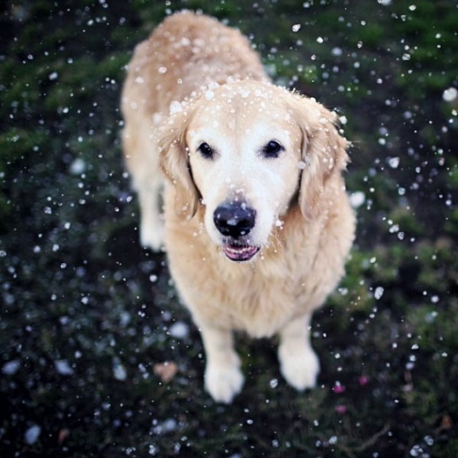Le avventure di Champ, Golden Retriever fotogenico
