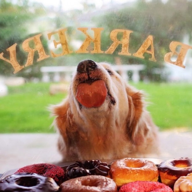 Le avventure di Champ, Golden Retriever fotogenico