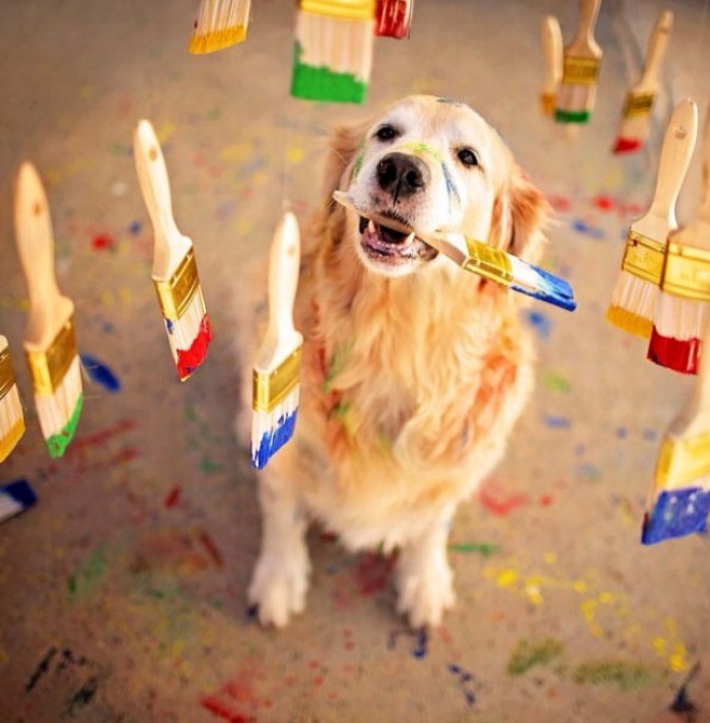 Le avventure di Champ, Golden Retriever fotogenico