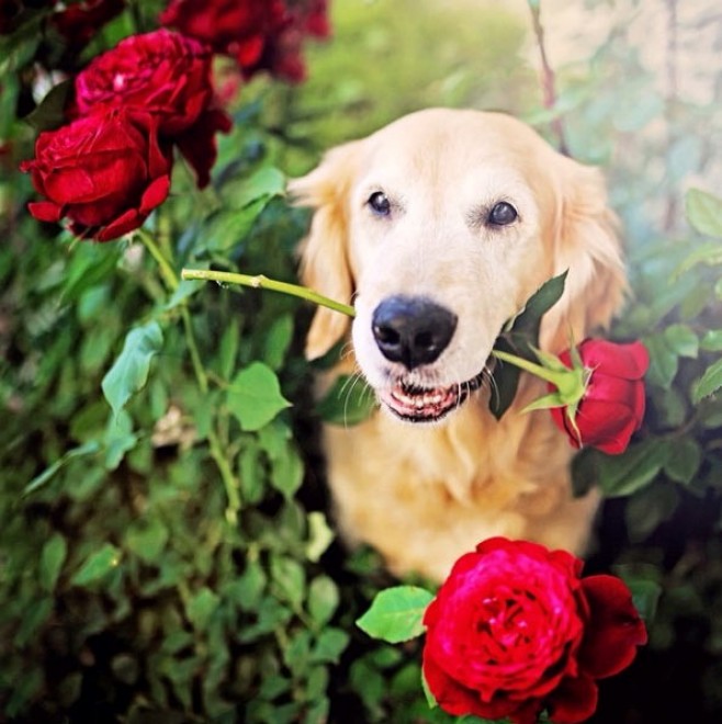 Le avventure di Champ, Golden Retriever fotogenico