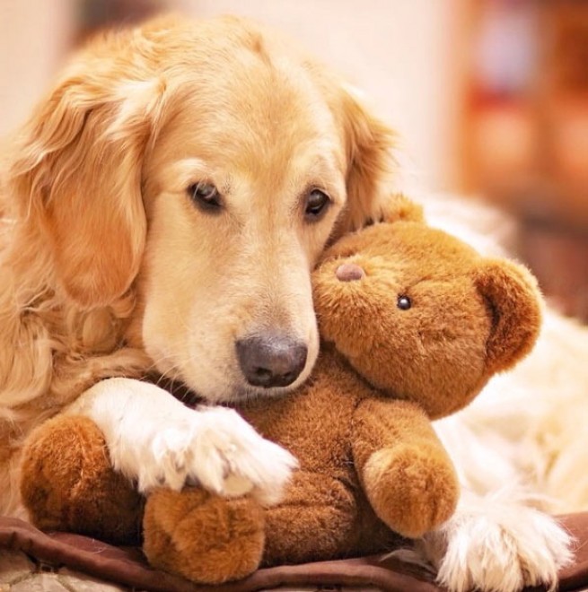 Le avventure di Champ, Golden Retriever fotogenico