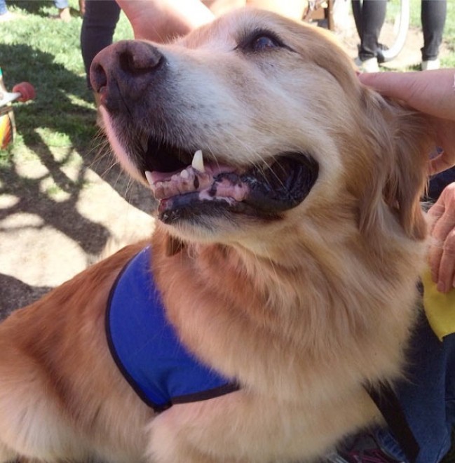 Le avventure di Champ, Golden Retriever fotogenico