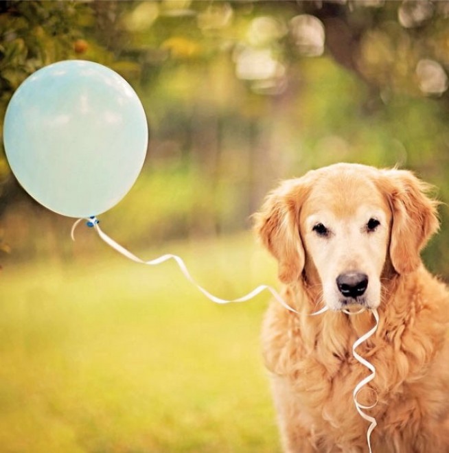 Le avventure di Champ, Golden Retriever fotogenico