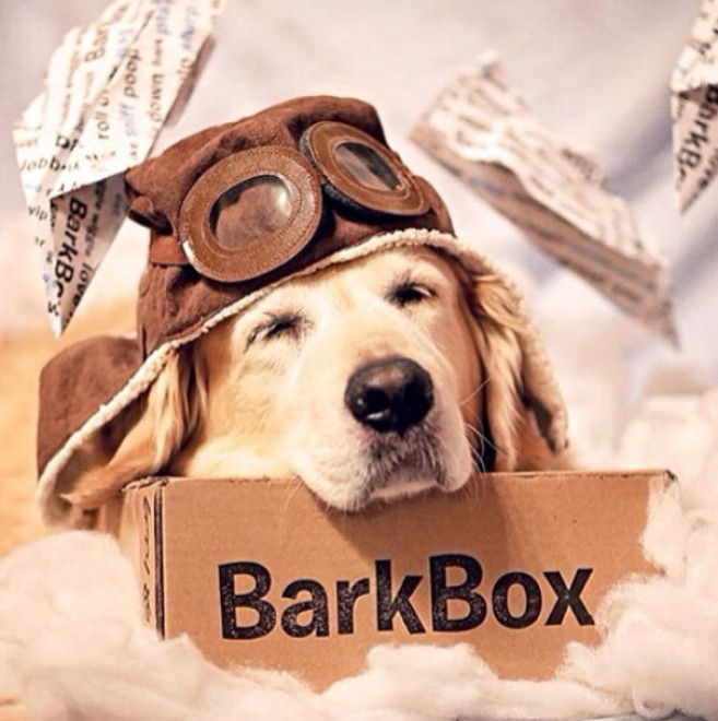 Le avventure di Champ, Golden Retriever fotogenico