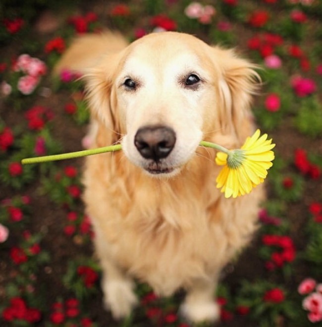 Le avventure di Champ, Golden Retriever fotogenico