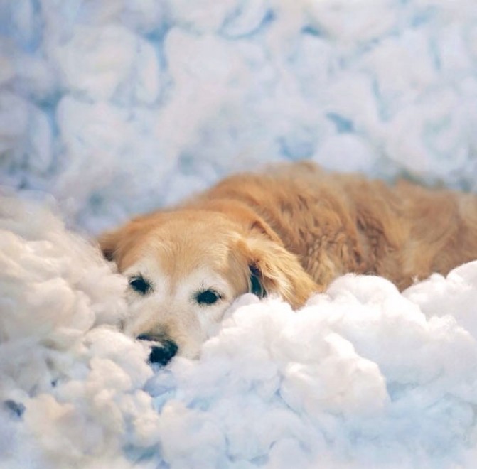 Le avventure di Champ, Golden Retriever fotogenico