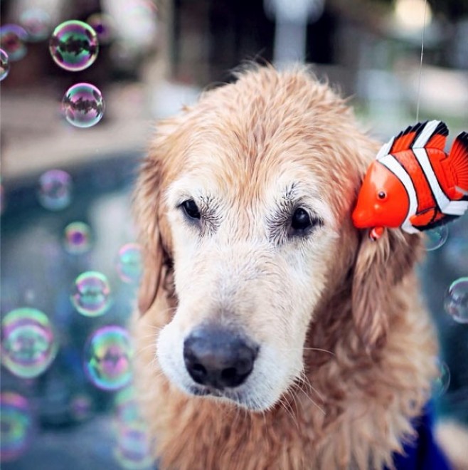 Le avventure di Champ, Golden Retriever fotogenico