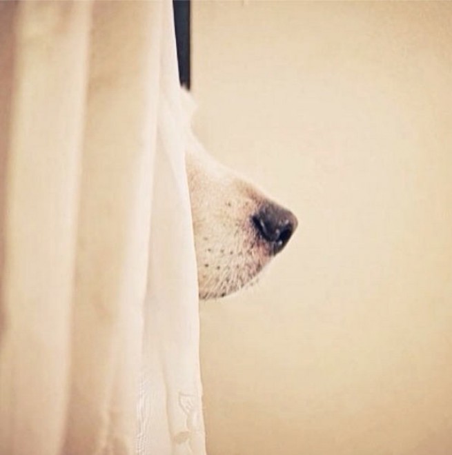 Le avventure di Champ, Golden Retriever fotogenico