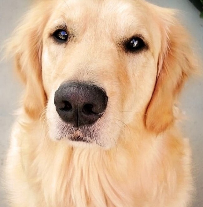 Le avventure di Champ, Golden Retriever fotogenico