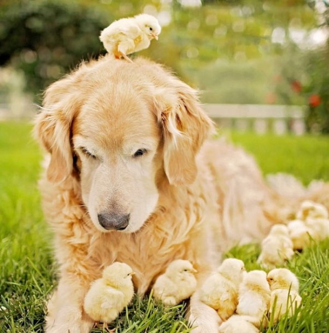 Le avventure di Champ, Golden Retriever fotogenico