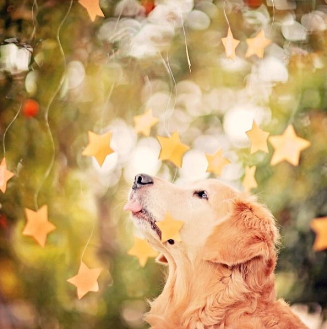Le avventure di Champ, Golden Retriever fotogenico