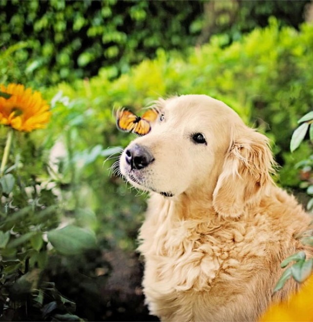 Le avventure di Champ, Golden Retriever fotogenico