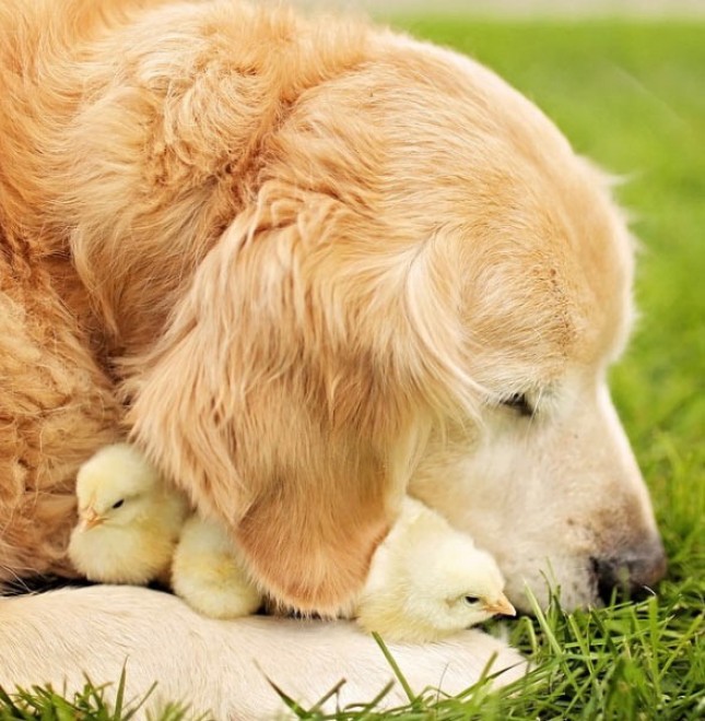 Le avventure di Champ, Golden Retriever fotogenico