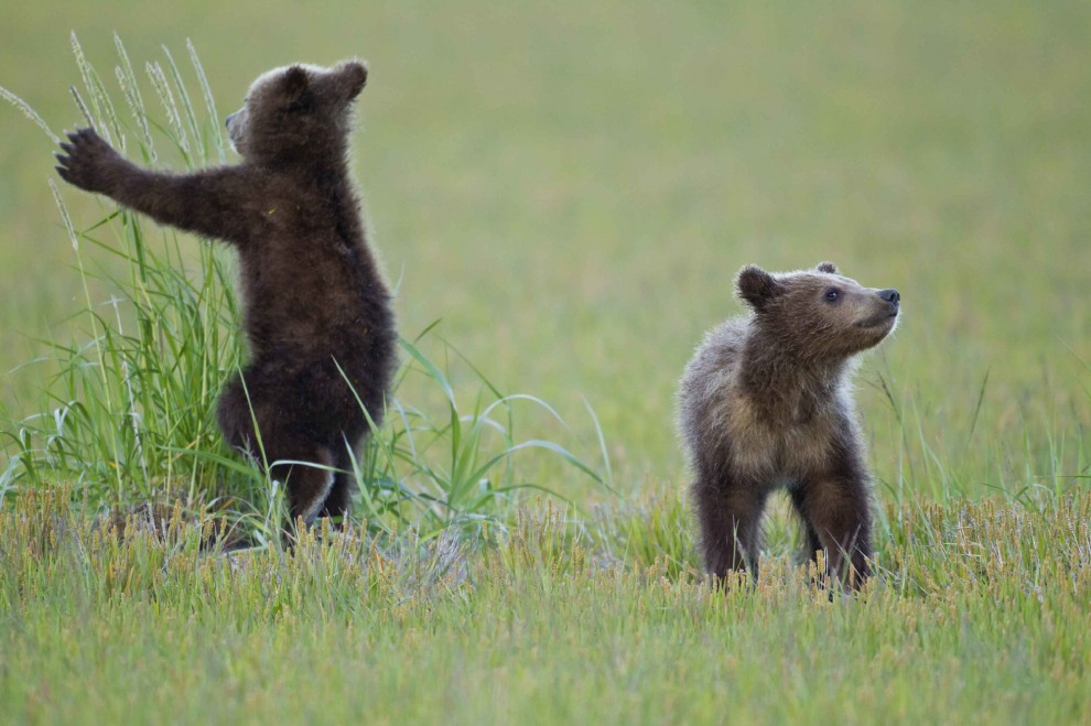 Schiena contro schiena: il cucciolo cerca sollievo da mamma orsa