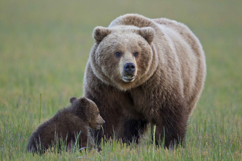 Schiena contro schiena: il cucciolo cerca sollievo da mamma orsa