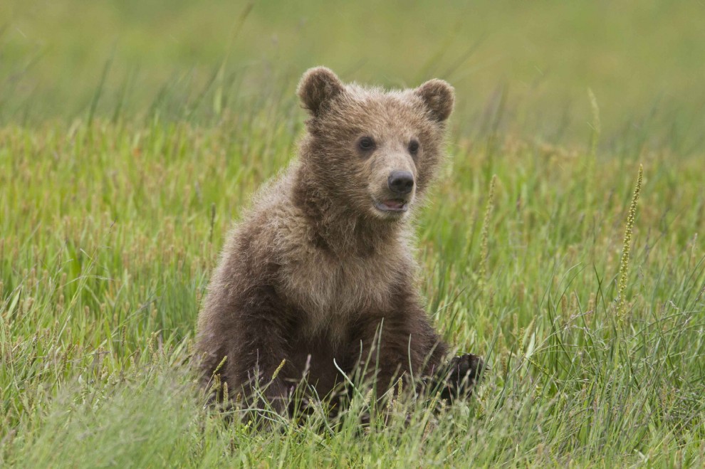 Schiena contro schiena: il cucciolo cerca sollievo da mamma orsa
