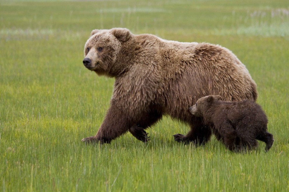 Schiena contro schiena: il cucciolo cerca sollievo da mamma orsa