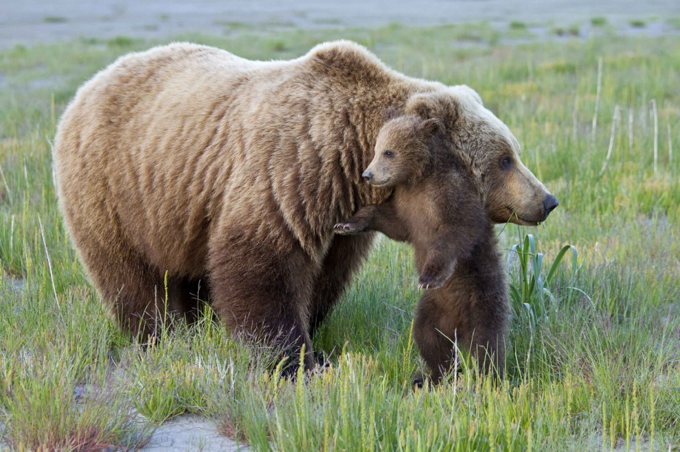 Schiena contro schiena: il cucciolo cerca sollievo da mamma orsa
