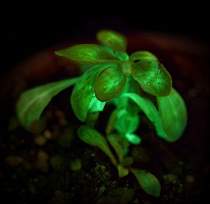 La natura si illumina: un progetto per alberi luminescenti