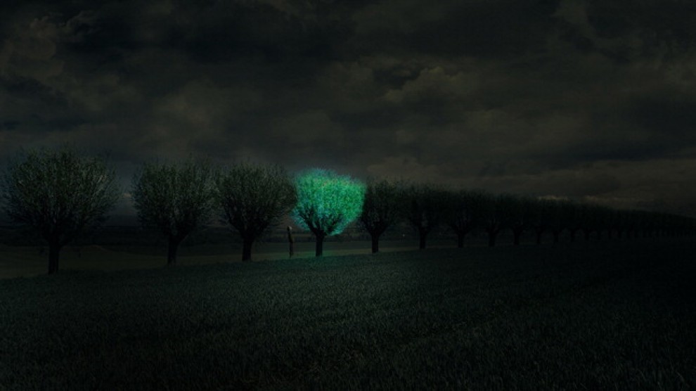 La natura si illumina: un progetto per alberi luminescenti
