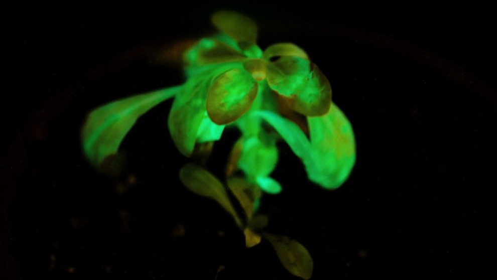 La natura si illumina: un progetto per alberi luminescenti