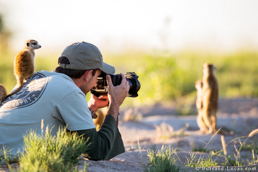 Il fotografo e il suricato, incontro ravvicinato in Sudafrica