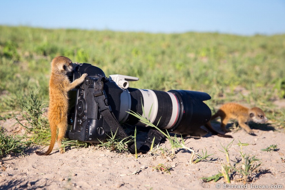 Il fotografo e il suricato, incontro ravvicinato in Sudafrica