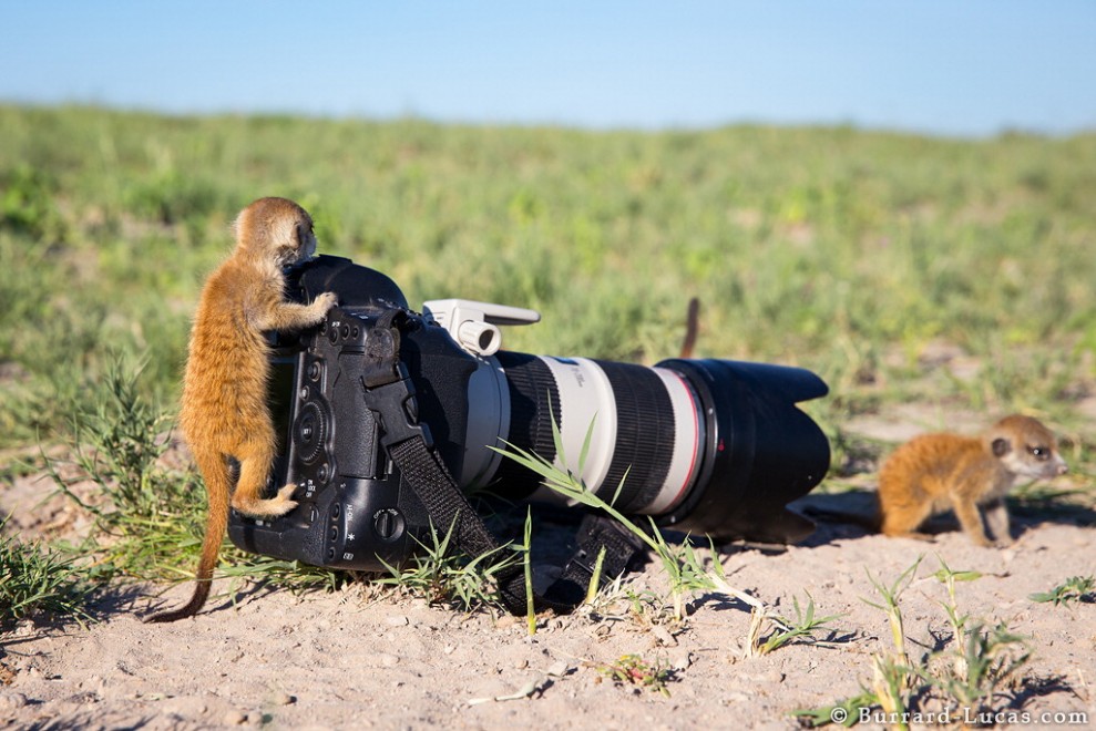 Il fotografo e il suricato, incontro ravvicinato in Sudafrica