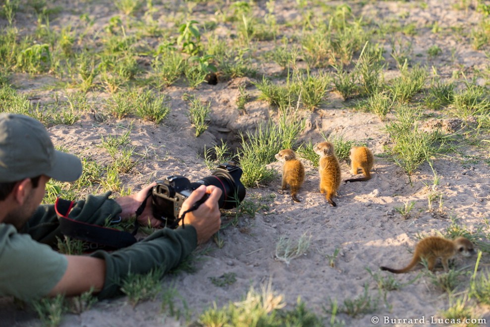 Il fotografo e il suricato, incontro ravvicinato in Sudafrica