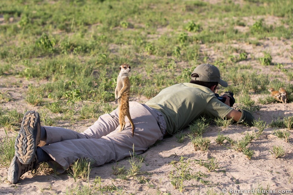 Il fotografo e il suricato, incontro ravvicinato in Sudafrica