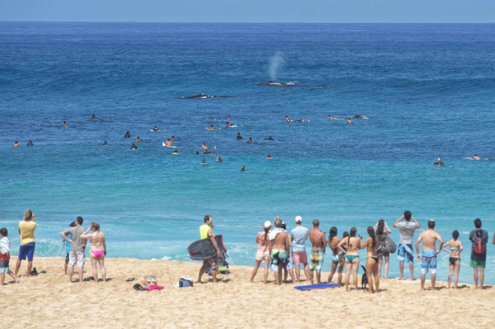 Hawaii, sorpresa in riva al mare: mamma balena surfa con il cucciolo