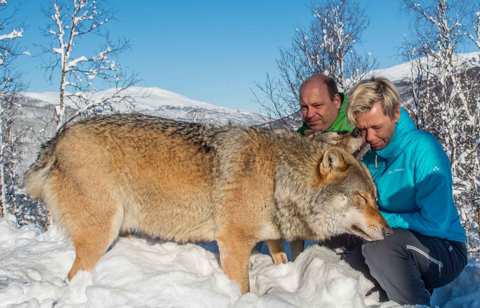 Norvegia, lupi e volpi a cavalluccio: le coccole sono polari