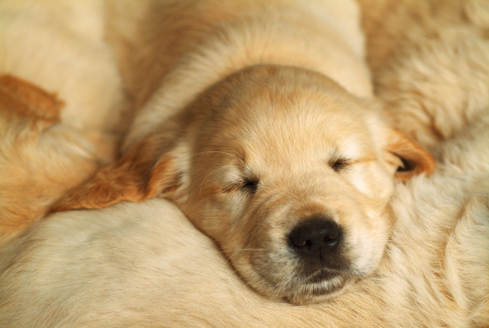 Buonanotte e sogni d'oro, quanto dormono gli animali