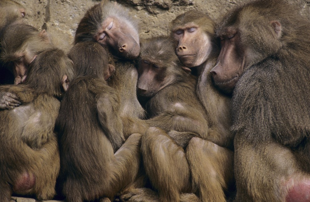 Buonanotte e sogni d'oro, quanto dormono gli animali