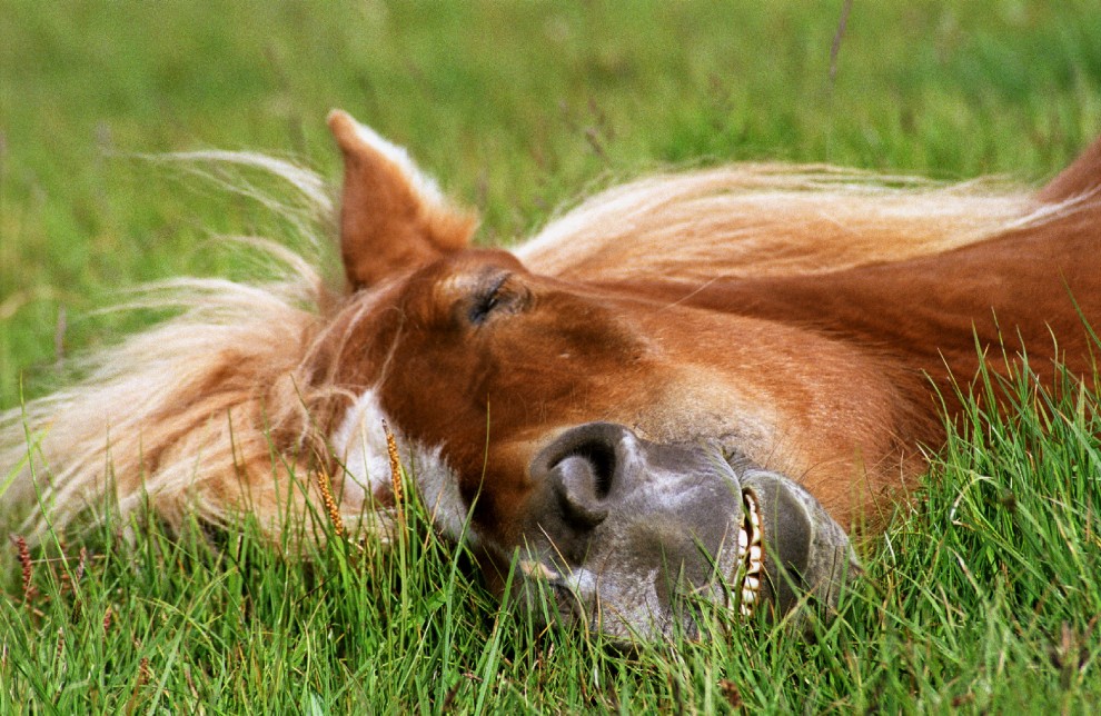 Buonanotte e sogni d'oro, quanto dormono gli animali