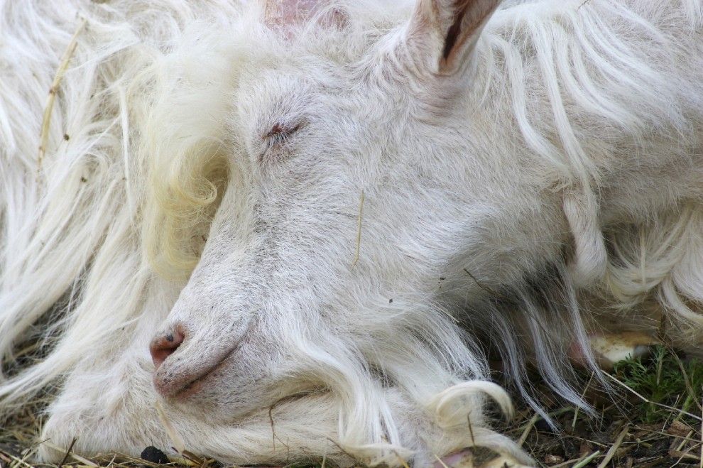 Buonanotte e sogni d'oro, quanto dormono gli animali